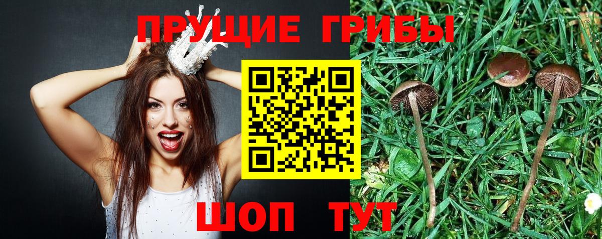 Псилоцибиновые грибы Cubensis Великий Новгород